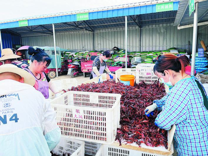 小龙虾基地迎来大丰收.
