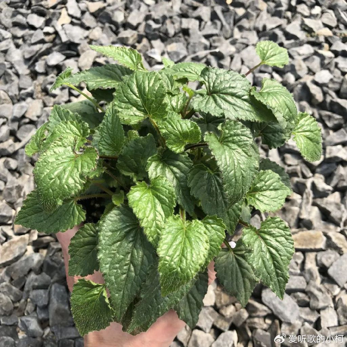 耐寒耐热的紫斑风铃草,在"北方"开挂的草花,还没啥病虫害