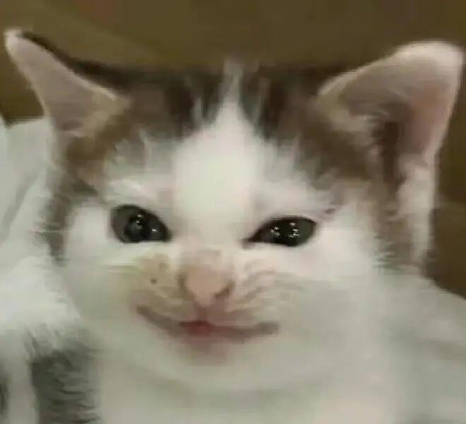 来点邪恶猫猫表情包|表情包集锦_新浪新闻