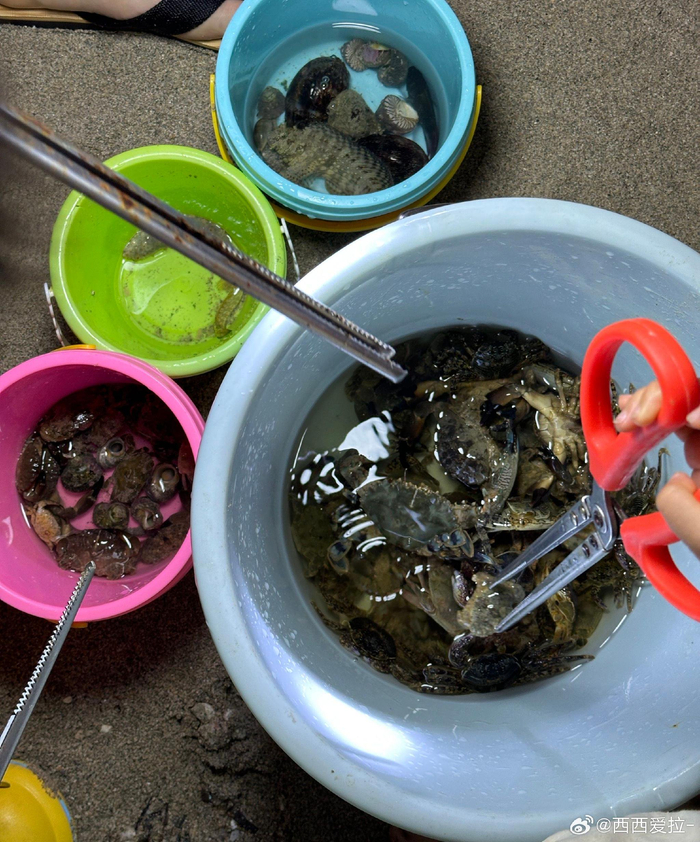 大晚上飞檐走壁地来赶海,收获喜人__财经头条