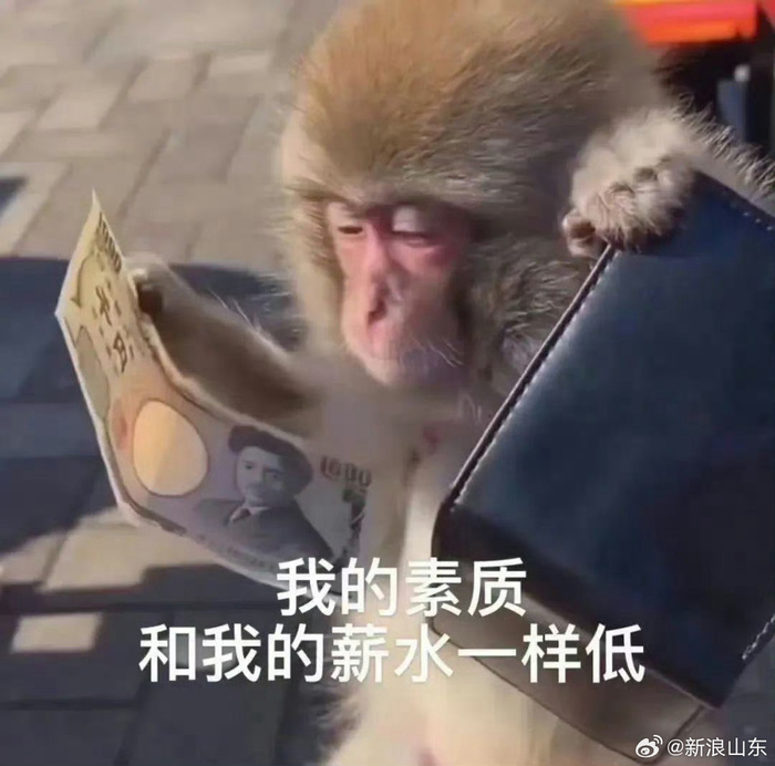 吗喽表情包真的好用,过于符合现代打工人的精神状态。 收着!__财经头条