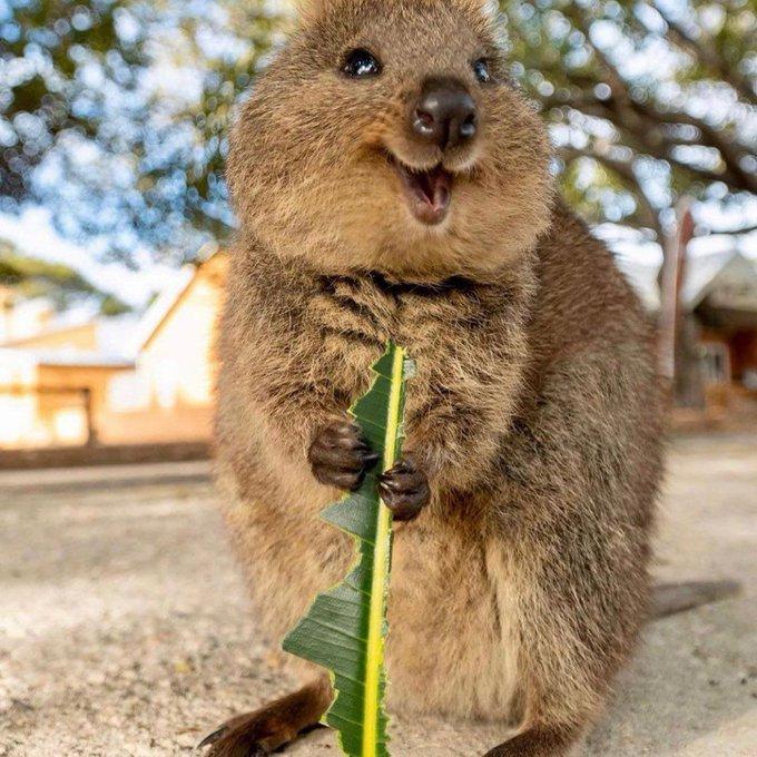 短尾矮袋鼠(属袋鼠科,名字 quokka 来自澳大利亚西南部努加原住民)