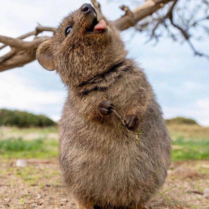 短尾矮袋鼠(属袋鼠科,名字 quokka 来自澳大利亚西南部努加原住民)