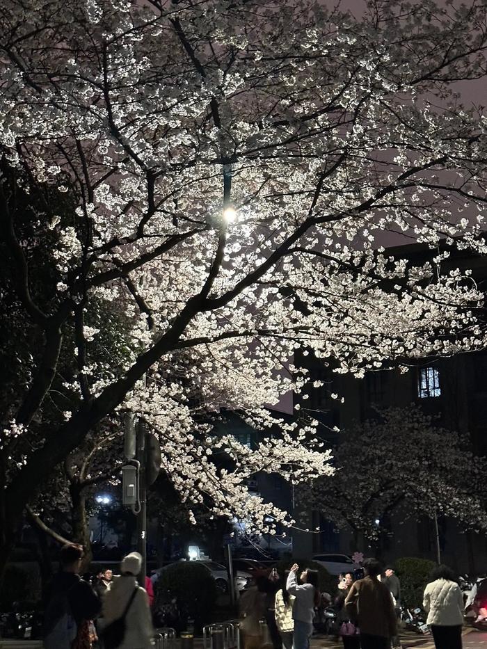 夜晚的武大樱花