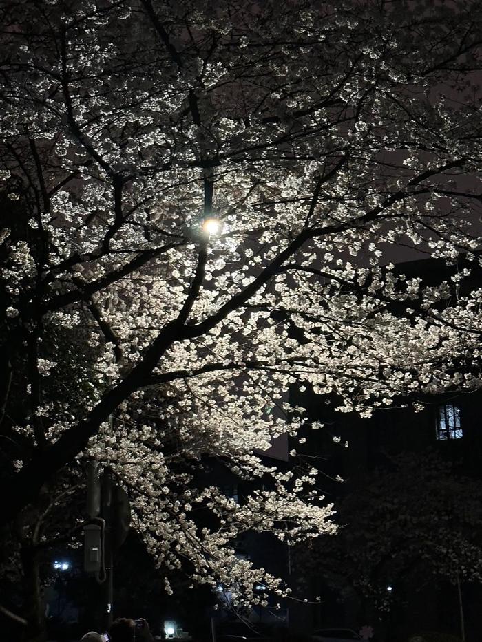 夜晚的武大樱花