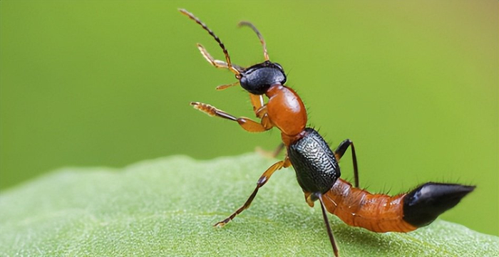 隐翅虫是"飞行的硫酸"?没那么可怕!