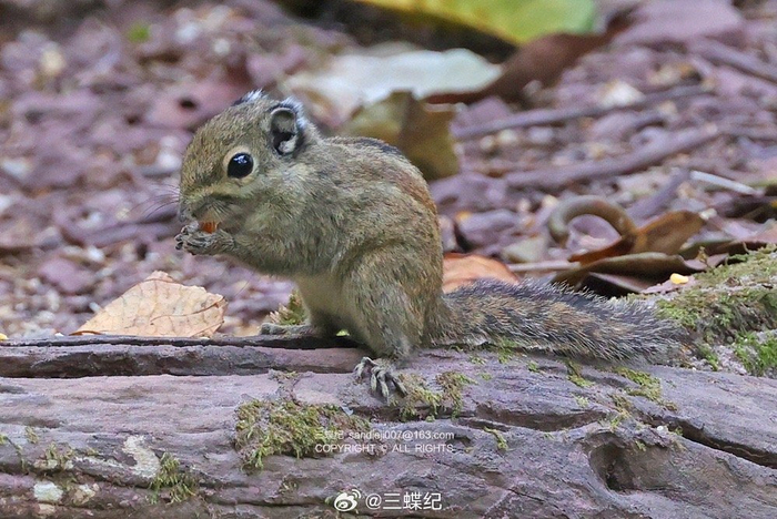 这几天在版纳记录的三种松鼠和一种树鼩:1-3、红颊长吻松鼠