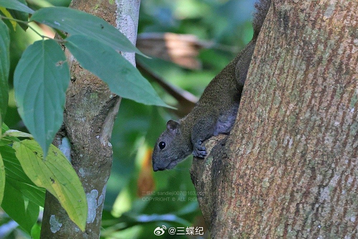这几天在版纳记录的三种松鼠和一种树鼩:1-3、红颊长吻松鼠__财经头条__新浪财经