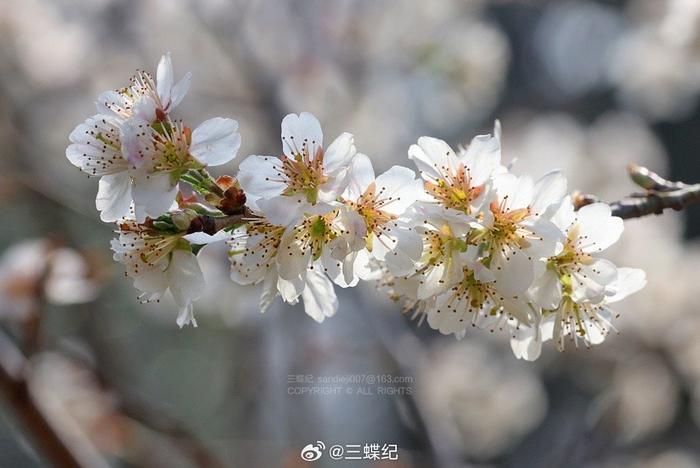 赤足木蜂图片