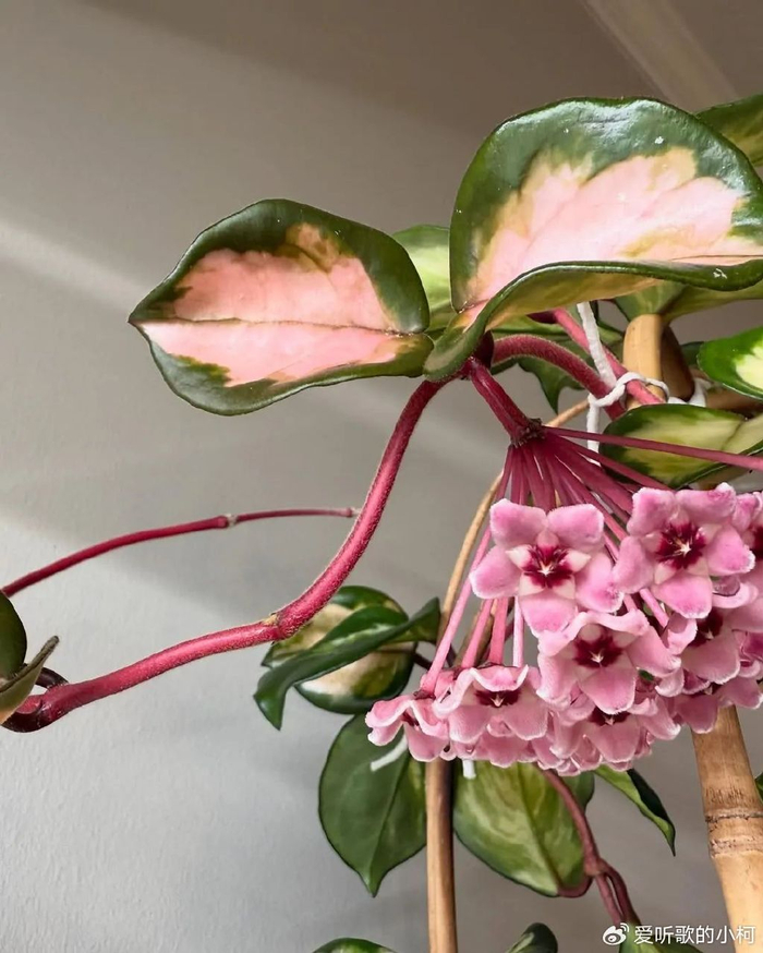 球兰养了一两年还没开花的,赶紧看下有没有满足它的开花条件|冬季|樱兰|球兰|湿度|叶子|花芽|温度|光照|养护|叶尖|盆栽|根系_新浪新闻