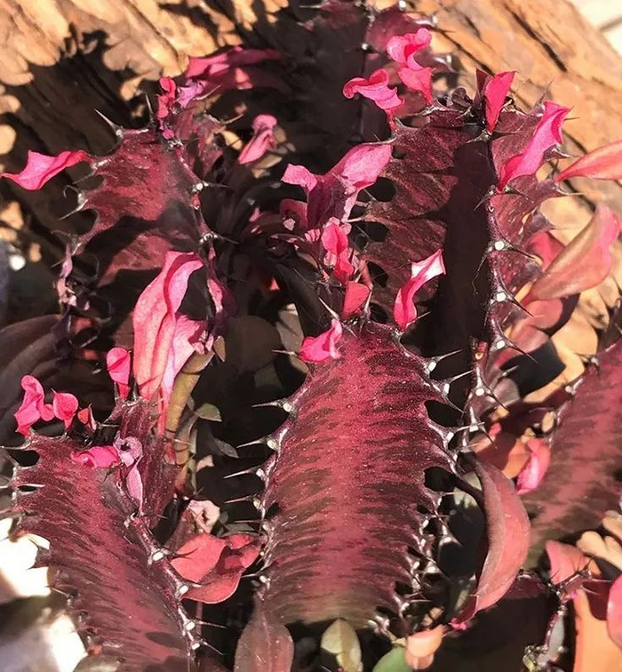 龙骨花为什么不能养在家里?