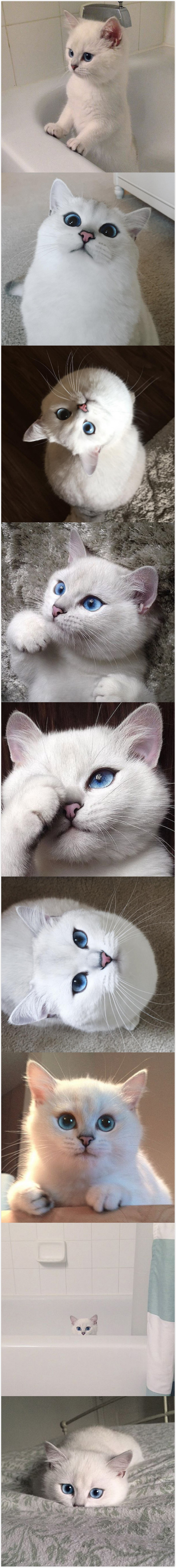 一只天生有一双蓝眼睛还有一身白毛的猫咪美翻了