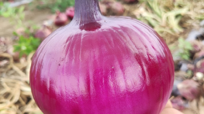 秋冬娃少跑医院，天然抗生素食材，宝妈照着做就对