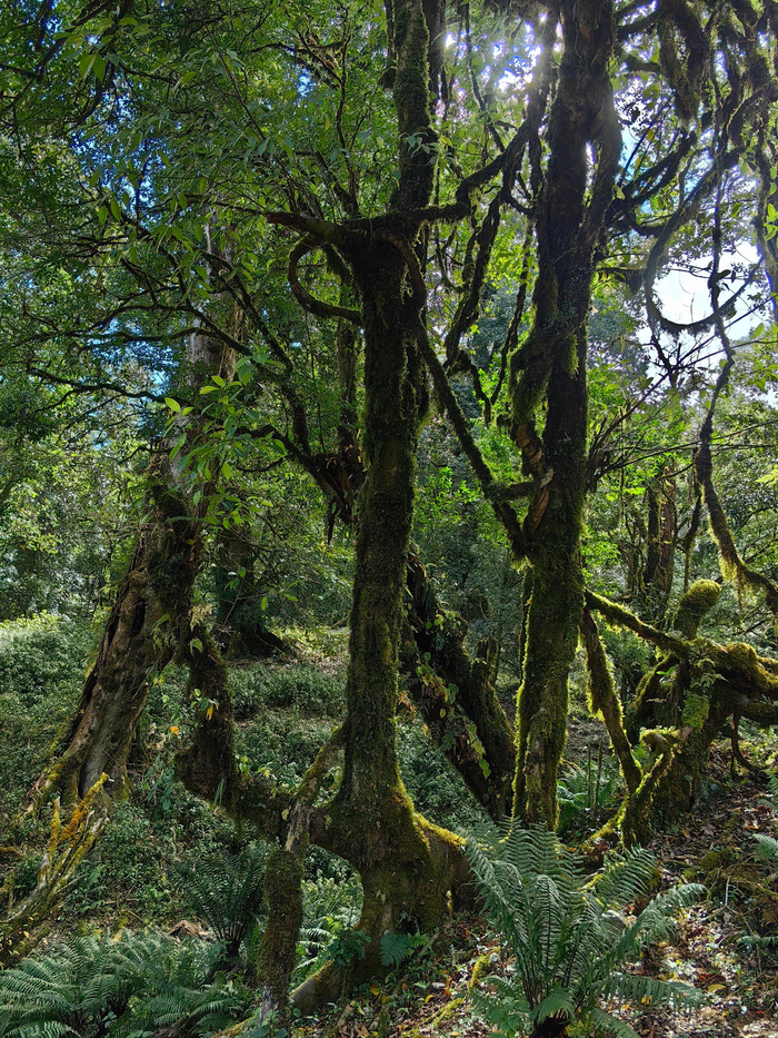 临沧耿马黑森林(临翔区南美草山附近)__财经头条