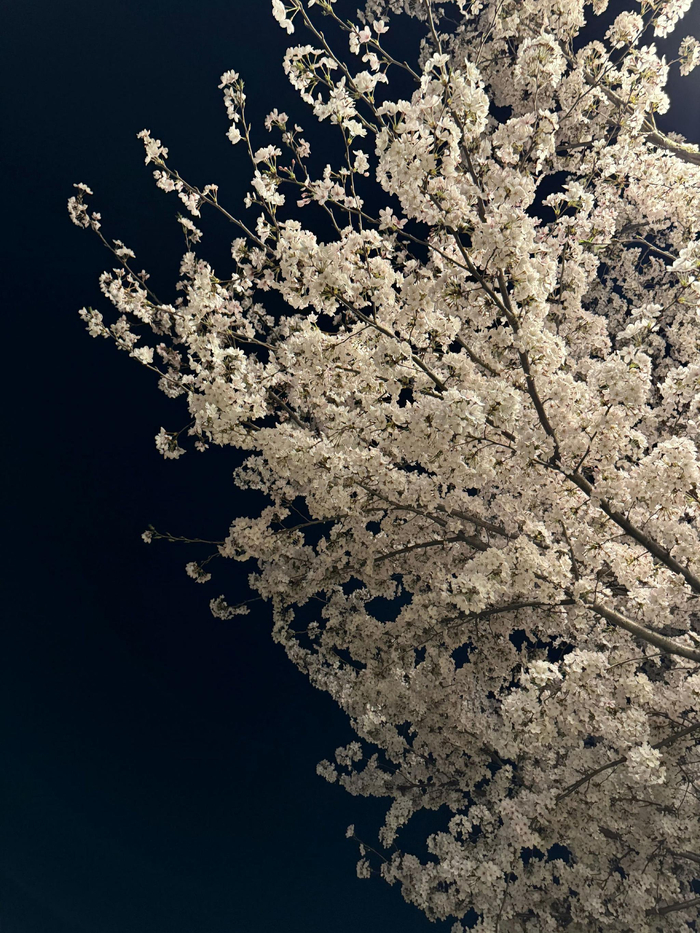 在迪士尼蹲守樱花秒速五厘米07