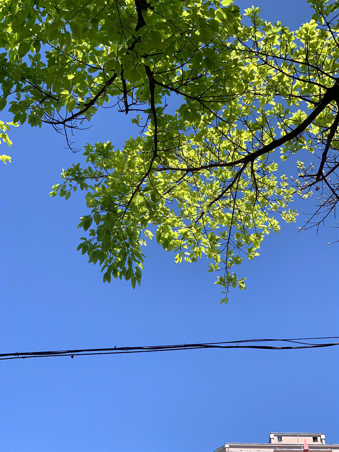 树是天空的脉搏