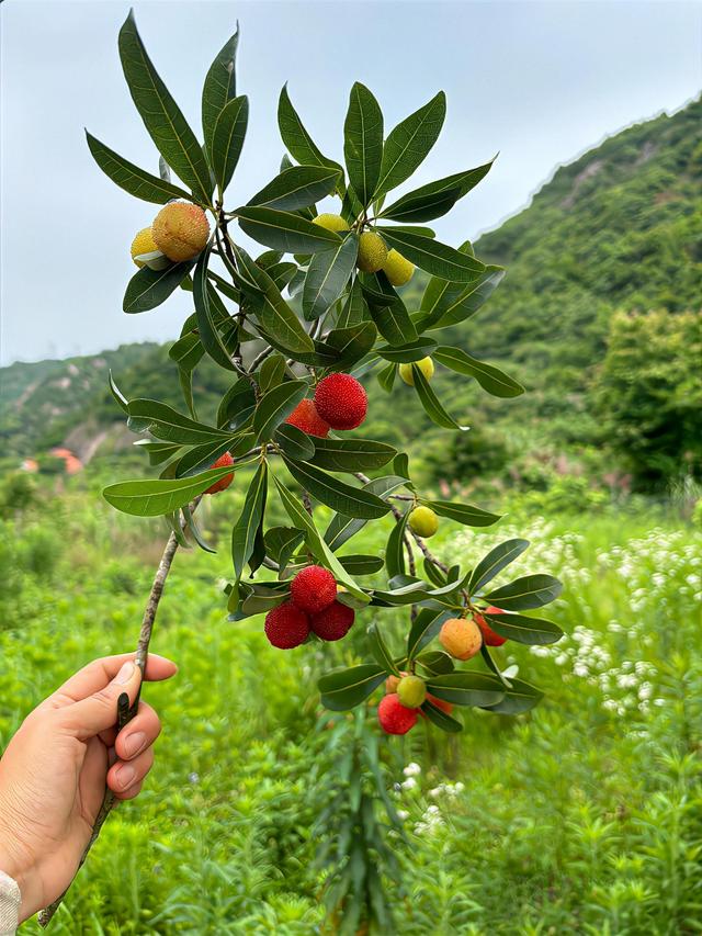 夏日的乡村，藏着平淡生活里的岁月静好