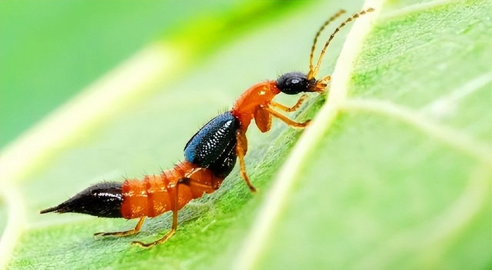 甲虫王国里有哪些我们不知道的秘密?...