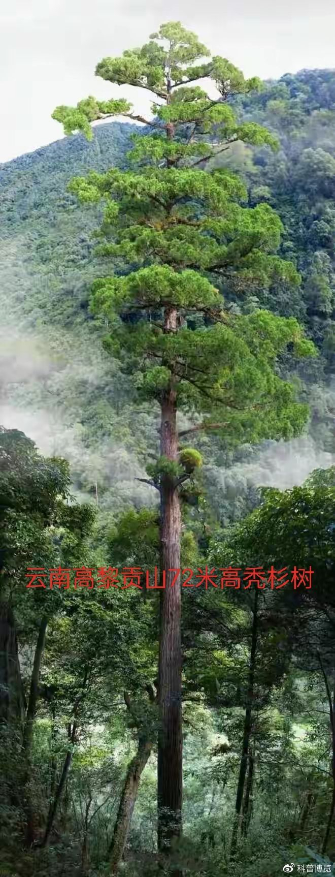 “亚洲最高树”在我国!西藏发现102.3米高柏树,为何能长这么高|林芝市|西藏自治区|云南省|树木|冷杉_新浪新闻