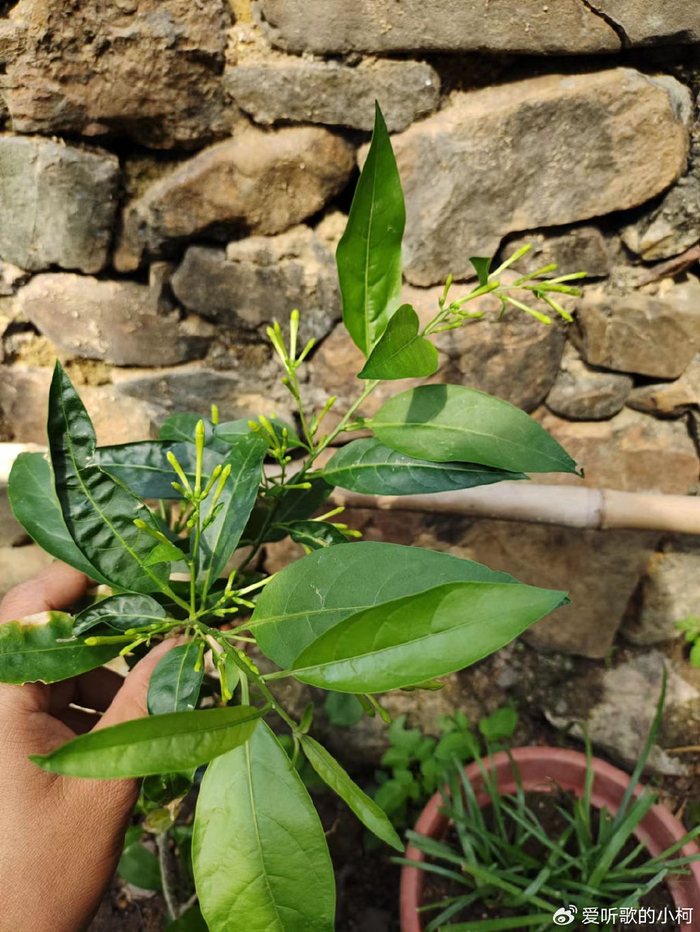 夜香树的花的确是很好看,也非常清香,但是要注意它是有毒植物,它的茎