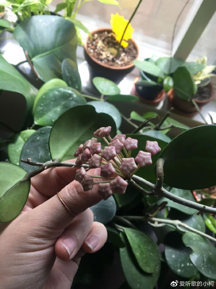 球兰花叶都能观赏,花朵清香,还很耐阴