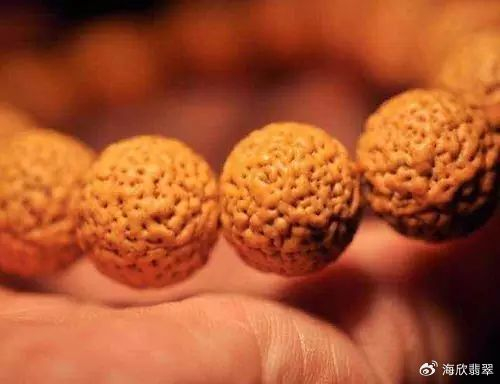 大概在2012年的时候,佛螺菩提被引入中国,当时人们都不知道这是什么