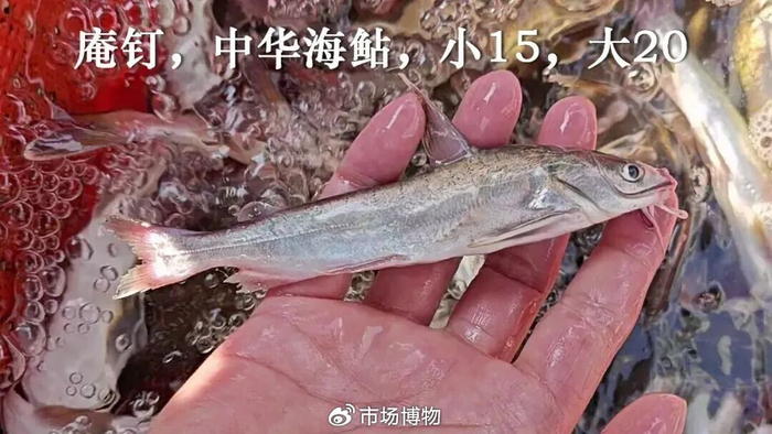 赤鱼，低调大海鲇，清明时节又逢君__财经头条__新浪财经