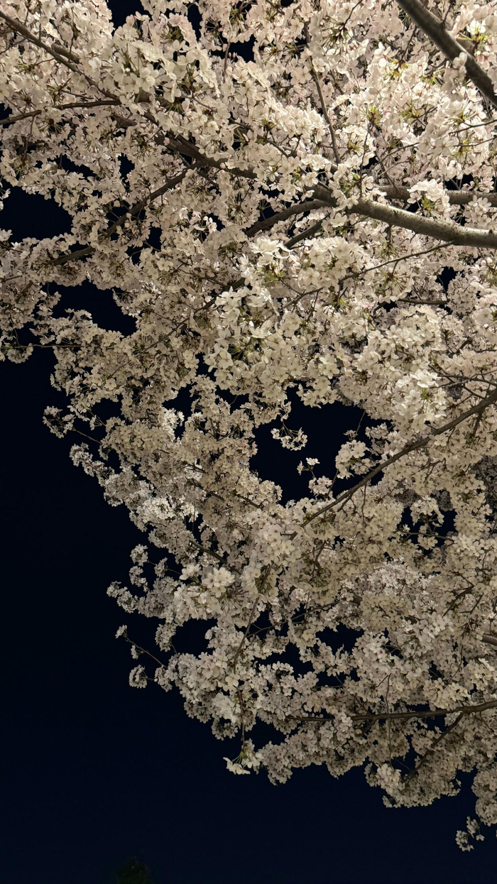 在迪士尼蹲守樱花秒速五厘米07