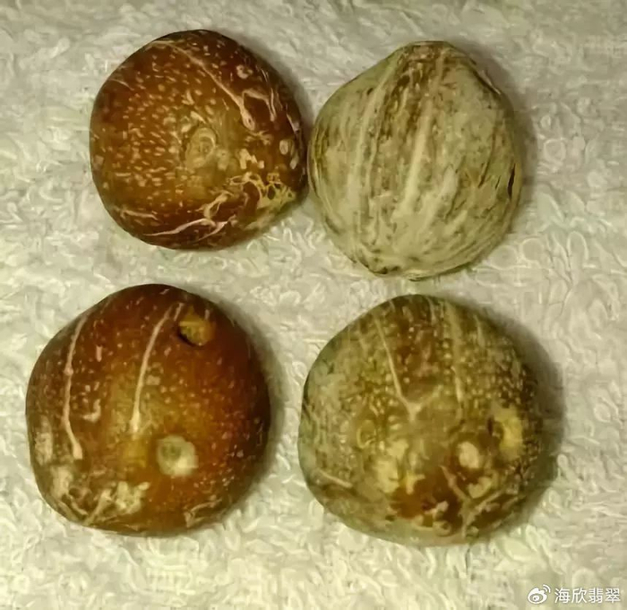 聊一聊紫金鼠的那些事