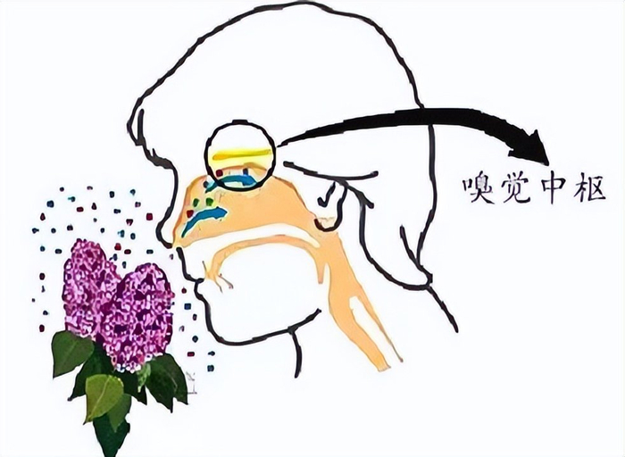 感染新冠后为何味觉嗅觉都没了?新研究揭开谜底:不是病毒在作怪