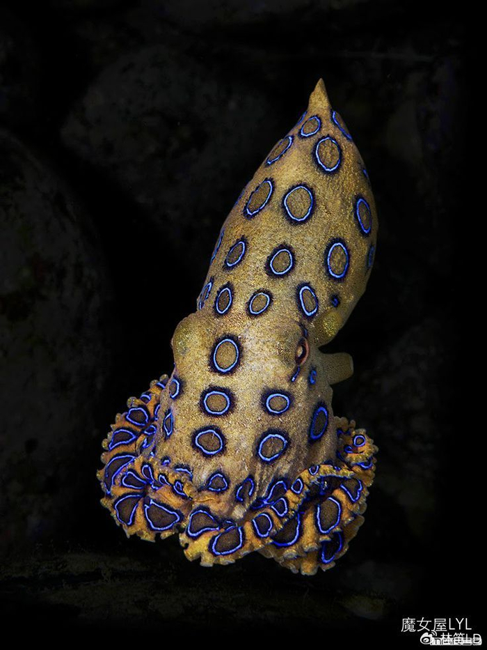 地球上毒性最强的动物之一——蓝圈章鱼|章鱼|毒性|毒素_新浪新闻