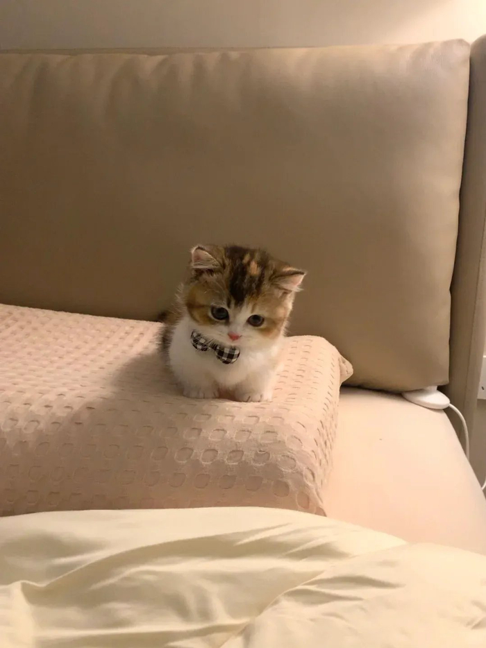 本来不想让猫猫上床的,看它可怜巴巴的小样子,太可爱了揉揉