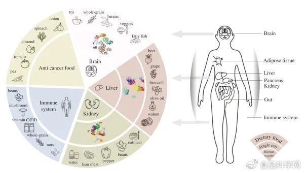 單細胞測序時代針對特定器官的食物營養和毒理學研究