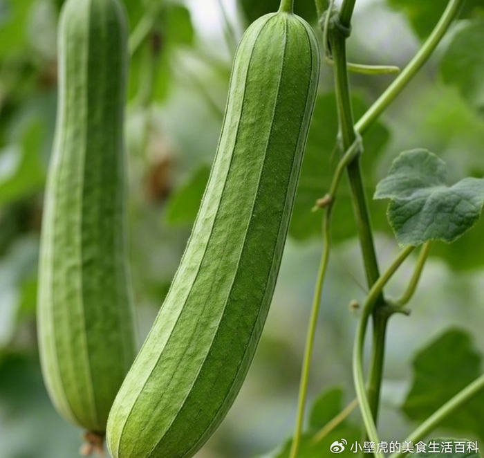 九种天然美味不打农药的蔬菜,让你的餐桌更健康|香菜|韭菜|芹菜|鸡蛋|吃法_新浪新闻