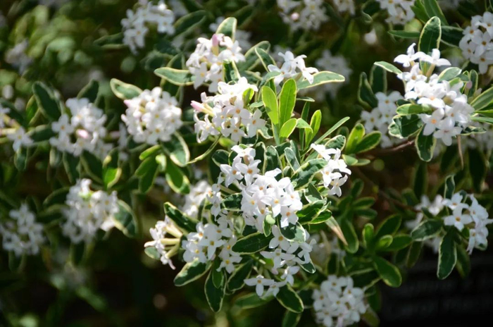 南昌市的"市花"金边瑞香:姿,韵,色,香四绝|金边瑞香|市花|南昌市_新浪
