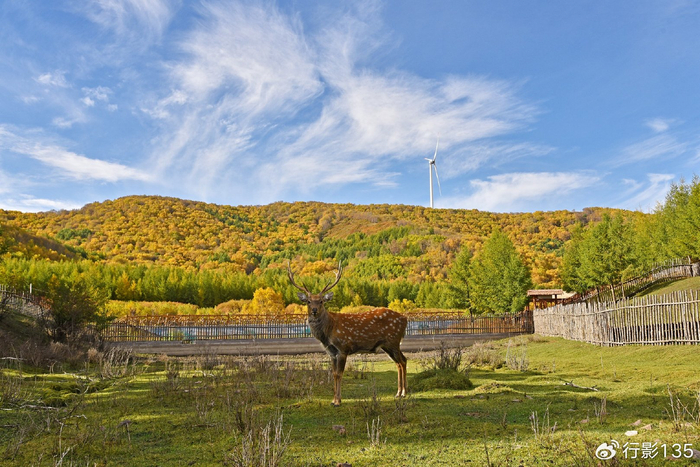 走进坝上草原七彩森林,寻找秋日旅途的高光时刻|丰宁|七彩|森林_新浪