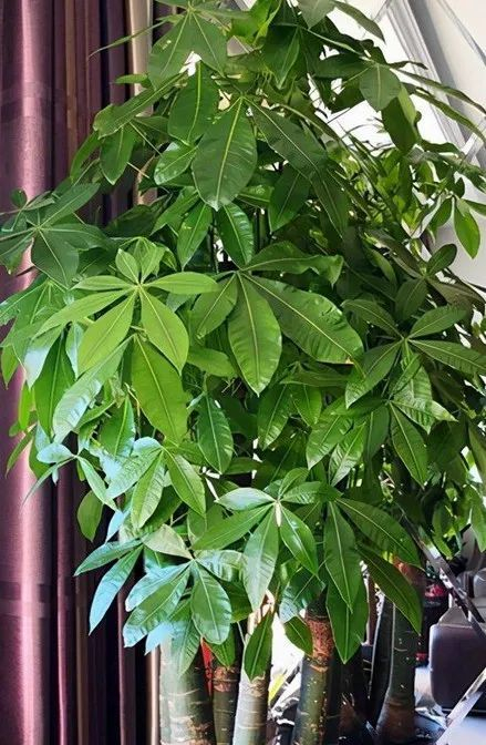 招财树虽然抗病虫能力较强,但是也不是绝对安全的.