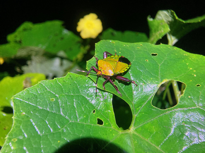 金属色满满的巨蝽eusthenes一元硬币这么大