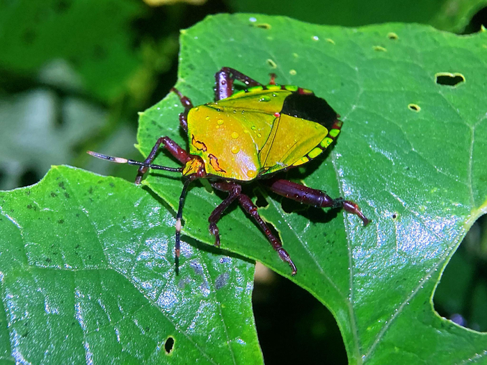 金属色满满的巨蝽eusthenes一元硬币这么大