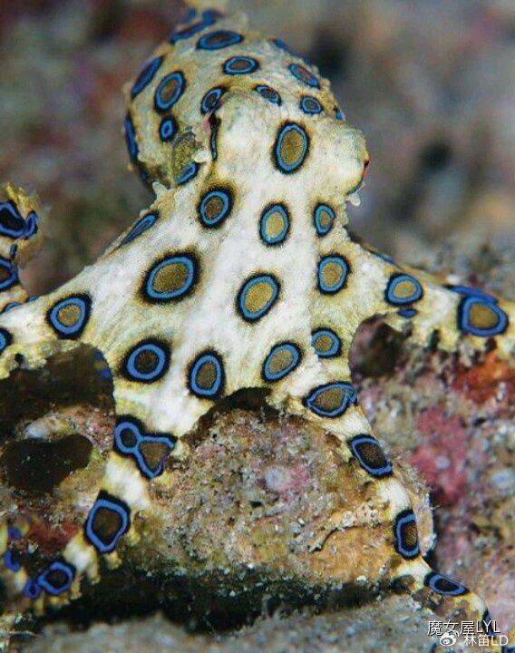 地球上毒性最强的动物之一——蓝圈章鱼