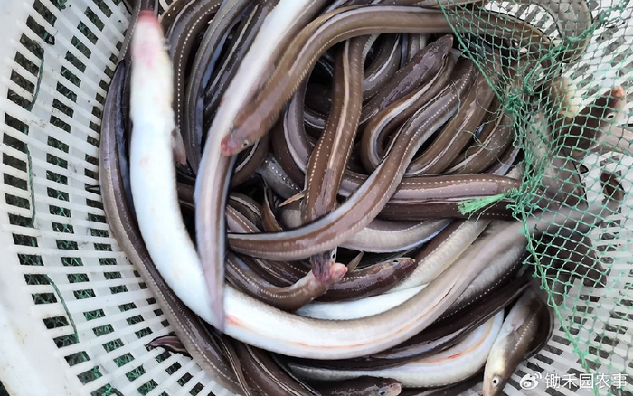 虽然相比年初时候,鳗鱼的价格有上涨,但是扣除饲料价格上涨的部分