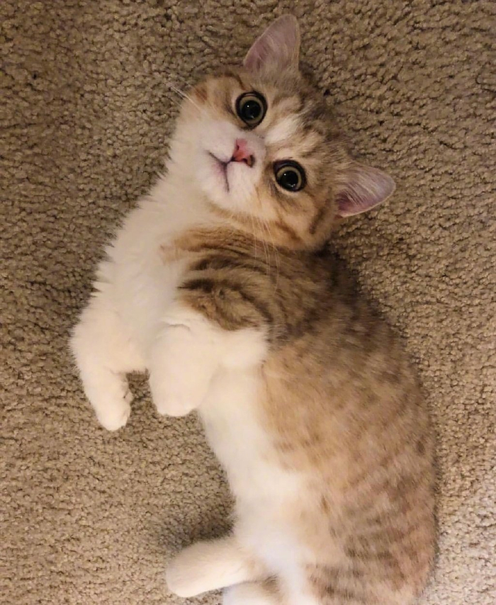 曼赤肯猫simba小短腿真的太可爱啦