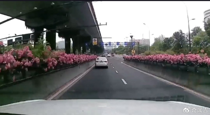 打卡宁波的高架桥月季花海
