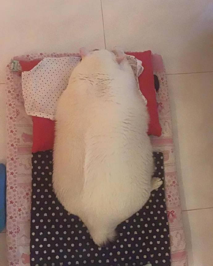 活捉一枚白色猫猪