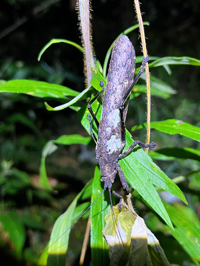 非常神奇的螽斯覆翅螽翅上能模仿出树干或苔藓的颜色和花纹