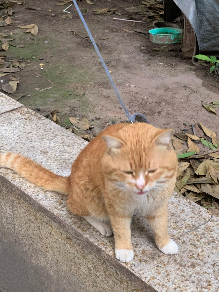小区门口黄猫多年存活引关注