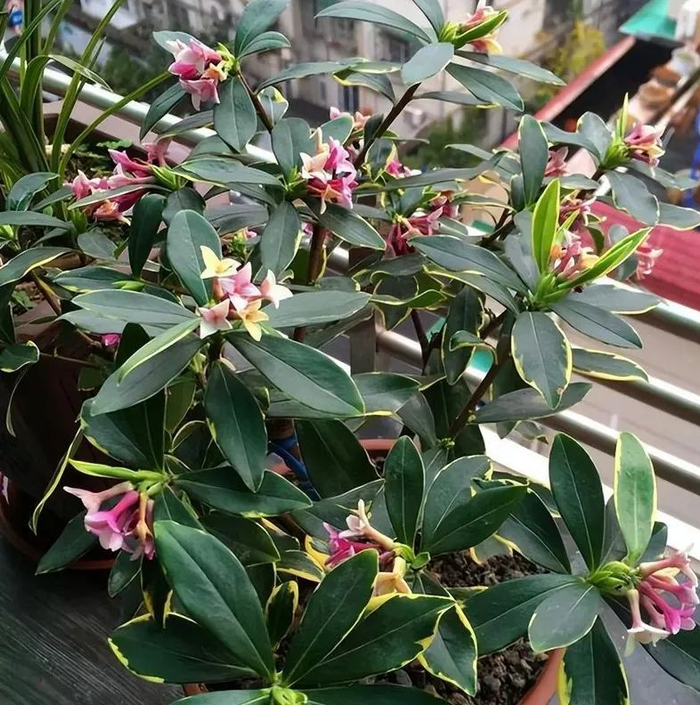 1. 金边瑞香的优点