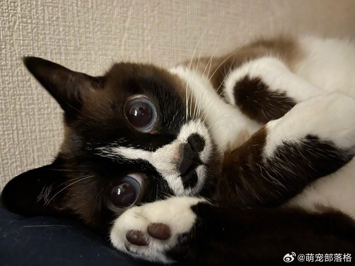 长得像小浣熊的猫咪鼻子还是