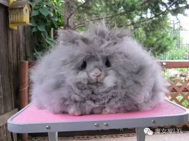 史上最萌巨毛蛋——安哥拉兔Angora Rabbit|英国|长毛兔|毛发|品种|宠物兔_新浪新闻