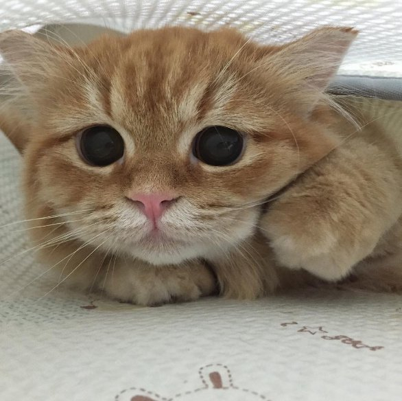 主人特意帮这只猫咪头上绑了一个蝴蝶结一下子变成了萌少女